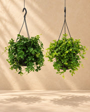 Duo af hængeplanter