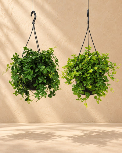 Duo af hængeplanter