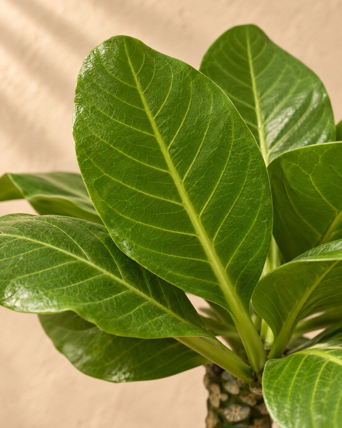 Nahaufnahme der Blätter der Hawaiipalme (Brighamia insignis)