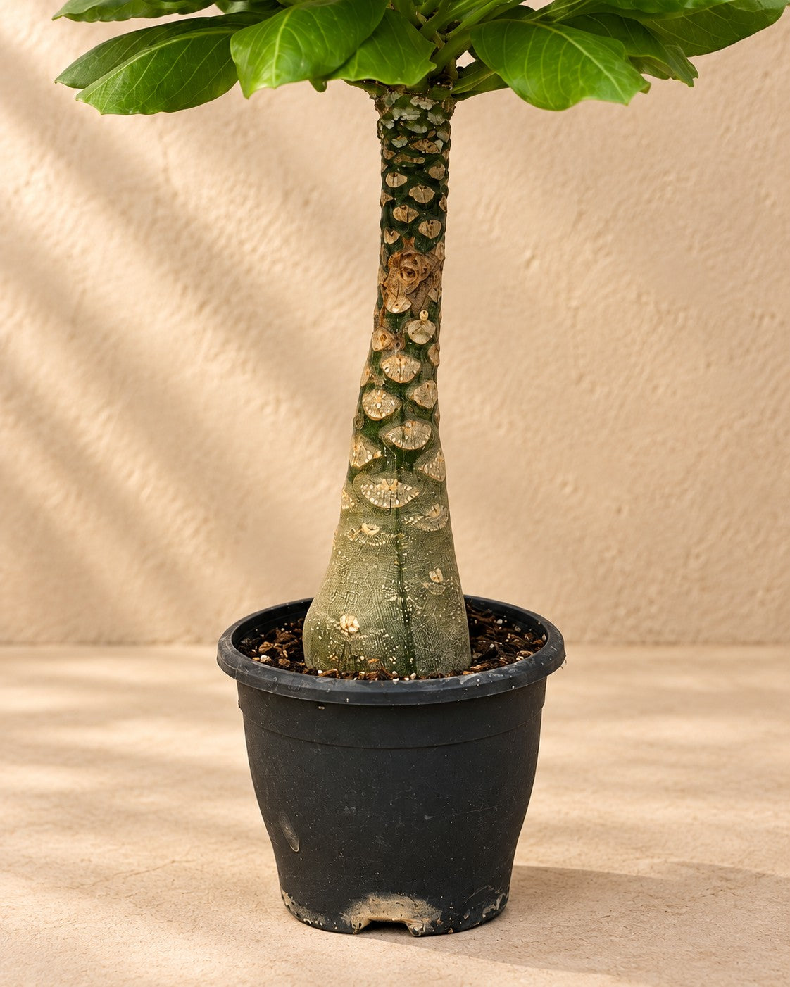 Unterer Teil der Hawaiipalme (Brighamia insignis) mit dem Anzuchttopf