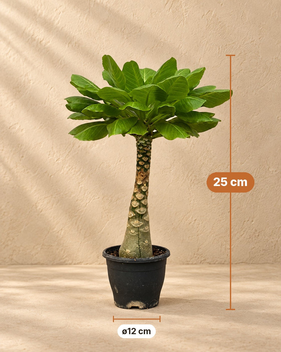 Hawaiipalme (Brighamia insignis) 25 cm hoch, Topf ø12 cm
