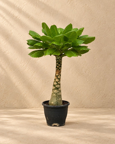 Hawaiipalme (Brighamia insignis), 25 cm hoch im Anzuchttopf von 12 cm