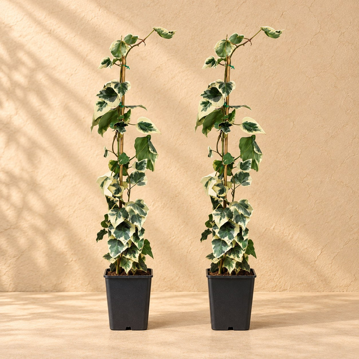 Hedera colchica Dentata Variegata 65 cm hoog, pot ø15 cm, set van 2