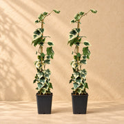 Hedera colchica Dentata Variegata 65 cm hoch, Topf ø15 cm, Set aus 2