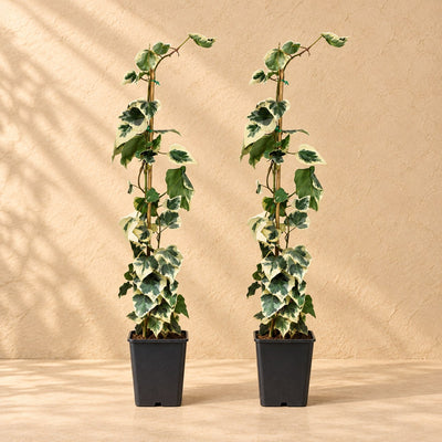 Hedera colchica Dentata Variegata 65 cm hoch, Topf ø15 cm, Set aus 2