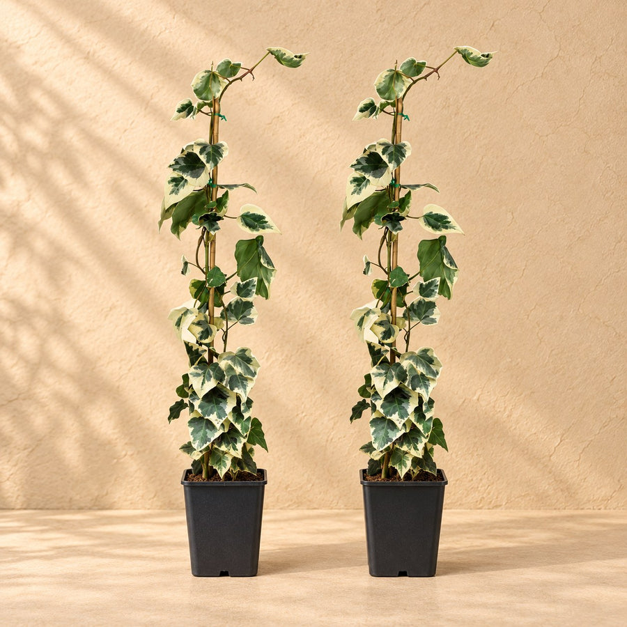 Hedera colchica Dentata Variegata 65 cm hoch, Topf ø15 cm, Set aus 2