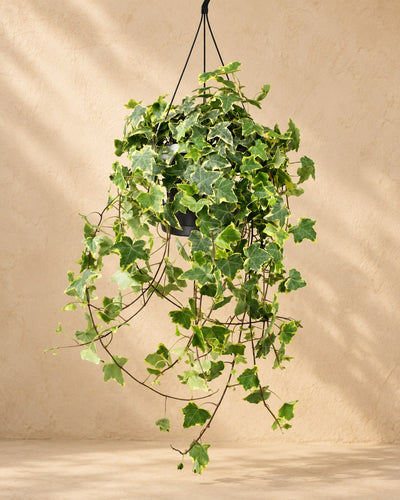 Vedbend hængeplante, potte ø24 cm
