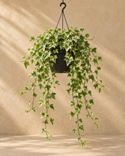 Klimop (Hedera helix 'Pittsburgh') hangplant, pot ø24 cm