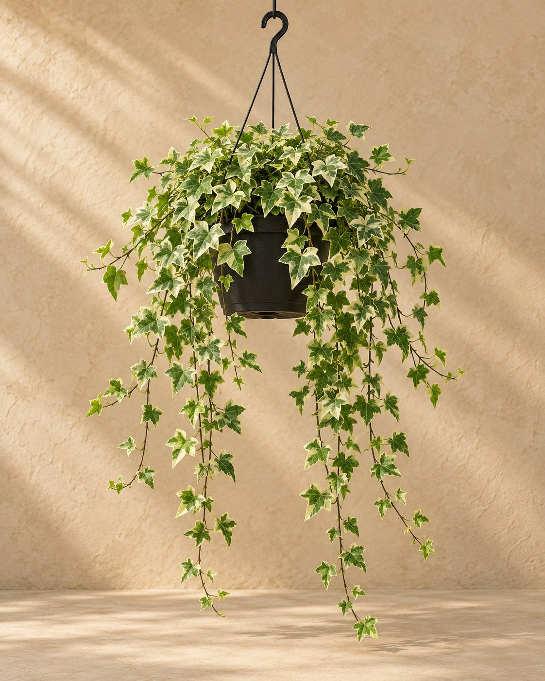 Klimop (Hedera helix 'Pittsburgh') hangplant, pot ø24 cm