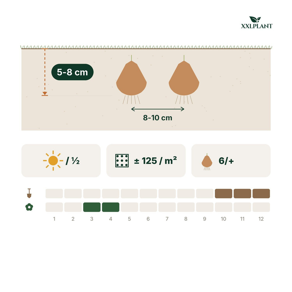 Plantekort Lærkesporeknolde Beth Evans: 5-8 cm dybt, 8-10 cm mellemrum