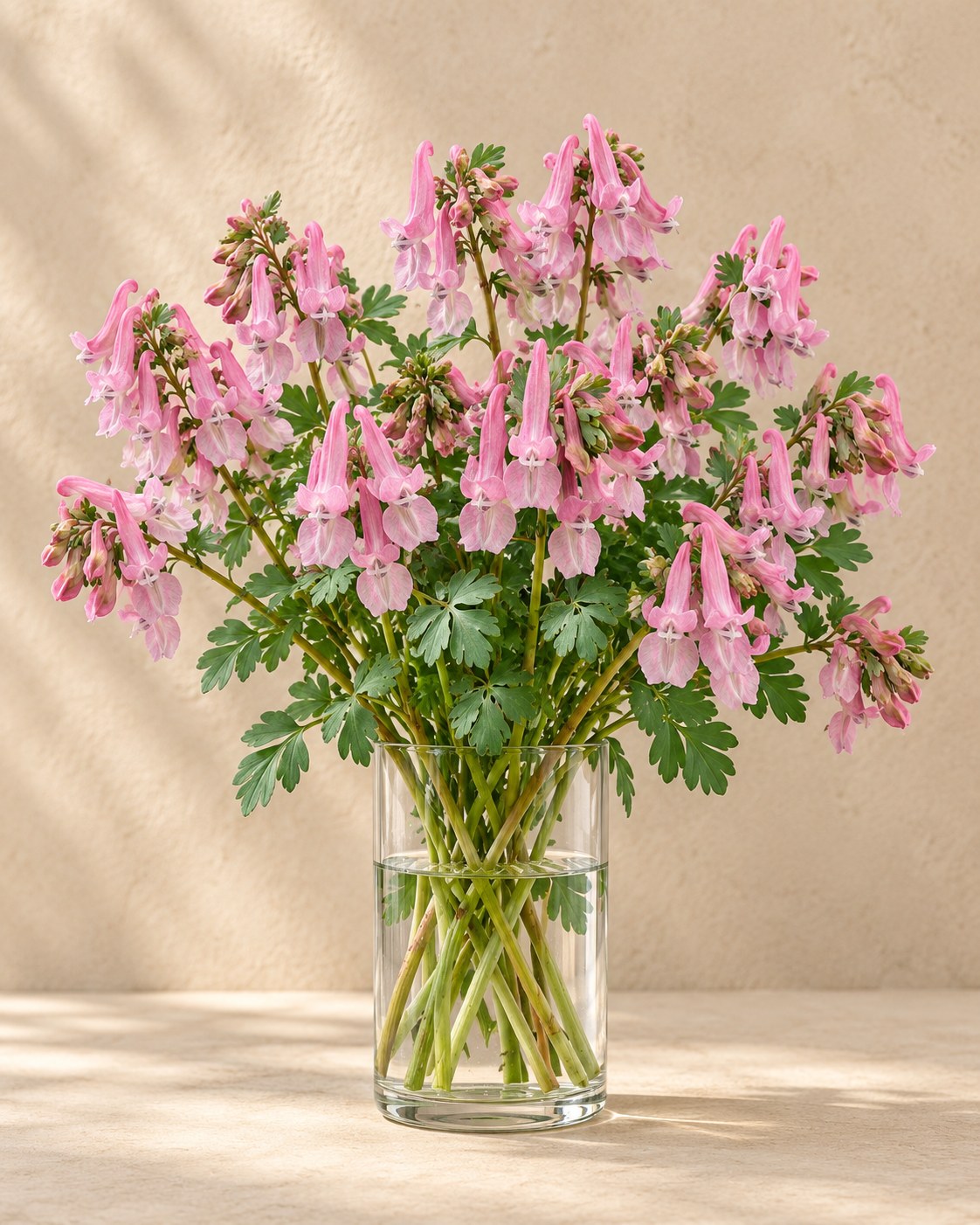 Corydalis bulbs Beth Evans in flower in a vase