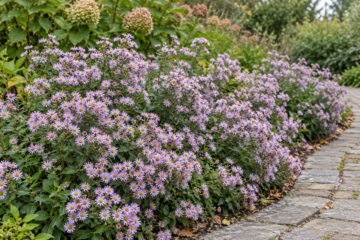Astro autunnale 'Stardust' piantata in giardino