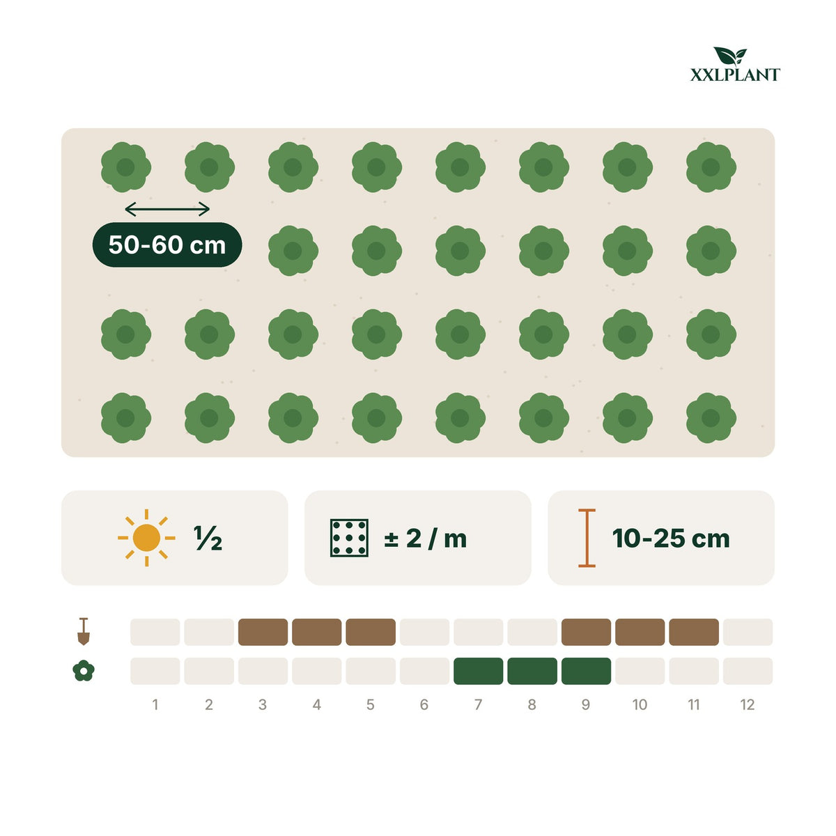 Plantkaart hertshooi hypericum annebel: ongeveer 2 planten per meter