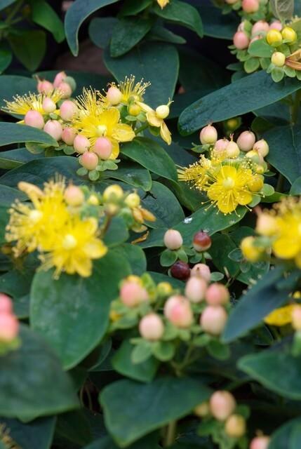 Hertshooi 'Annebel' (Hypericum inodorum)