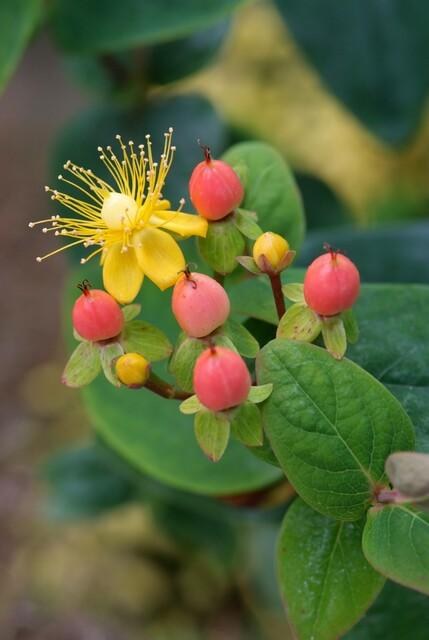 Hertshooi 'Annebel' in de tuin