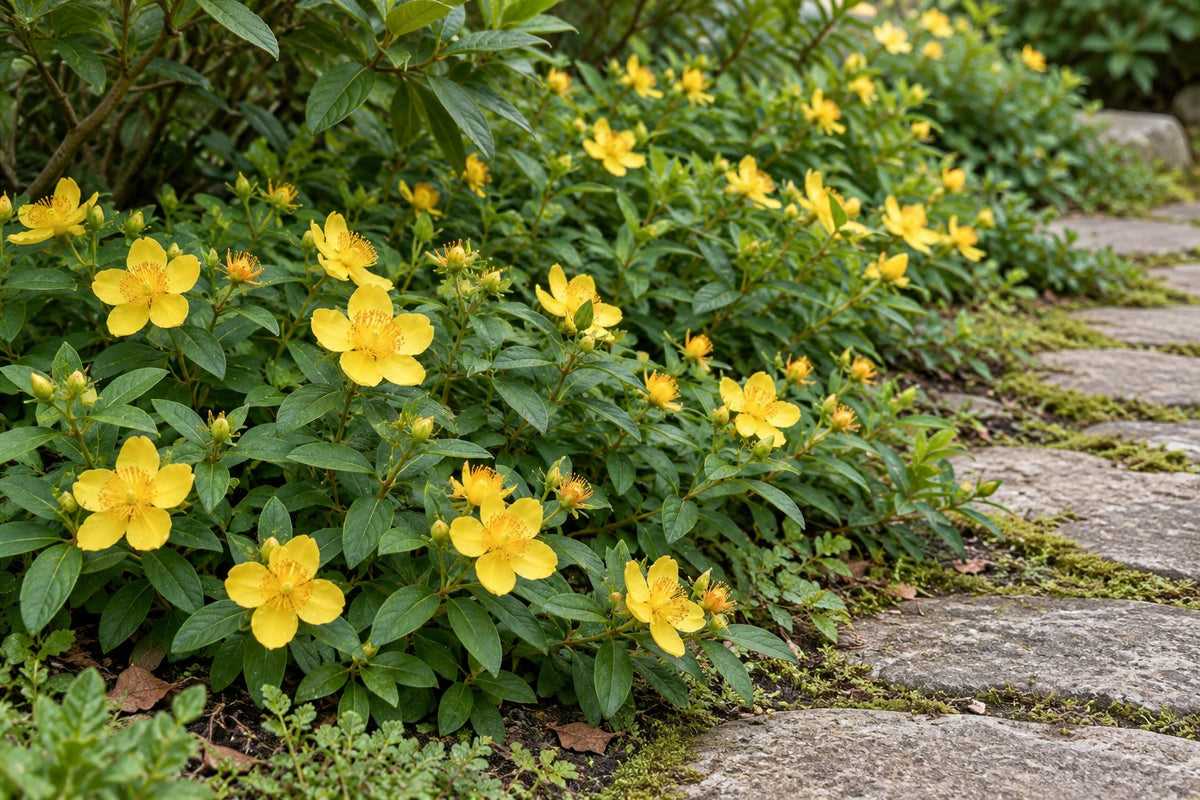 Grootbloemig hertshooi aangeplant in de tuin