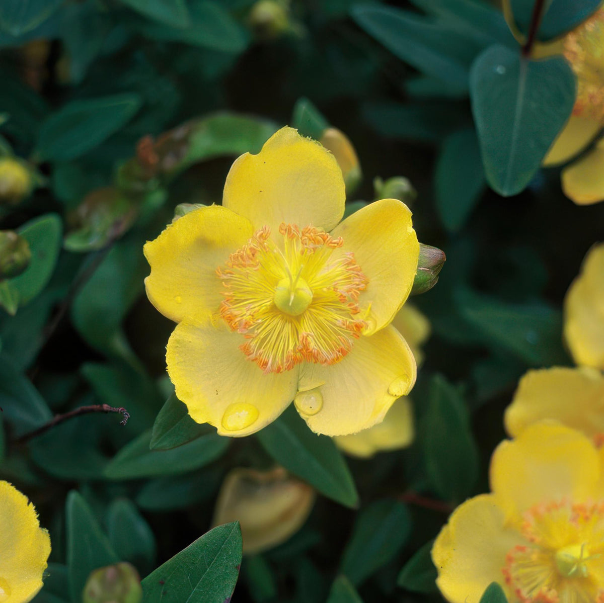 Grootbloemig hertshooi in de tuin
