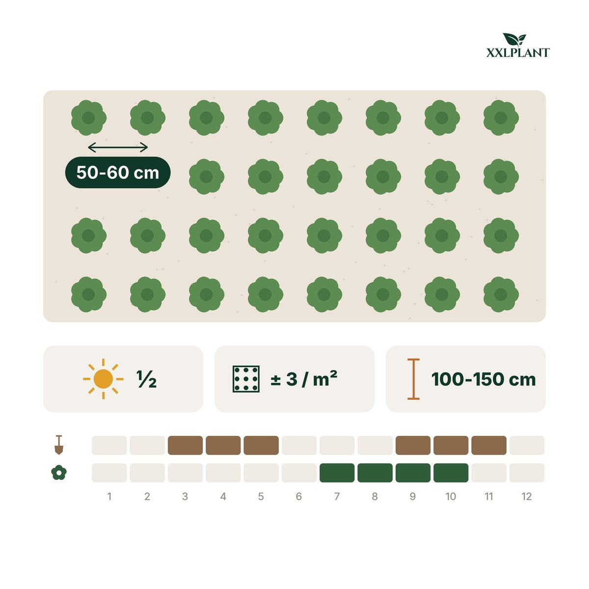 Plantkaart Hertshooi 'Hidcote': 50-60 cm uit elkaar, ongeveer 3 per m²