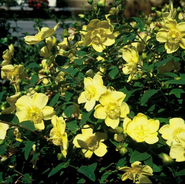 Hertshooi 'Hidcote' in de tuin
