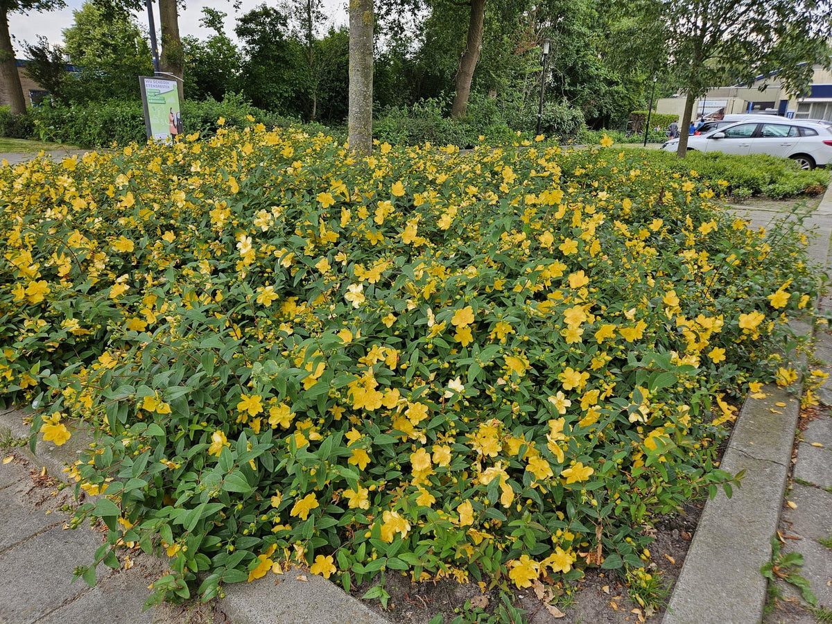 Hertshooi 'Hidcote' in de tuin