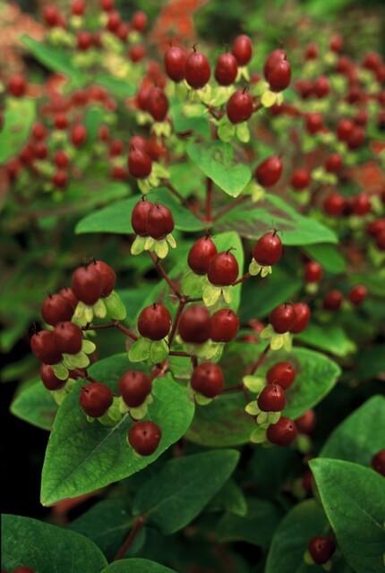 Hertshooi 'Beauty' in de tuin