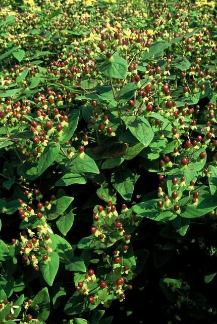 Hertshooi 'Beauty' in de tuin