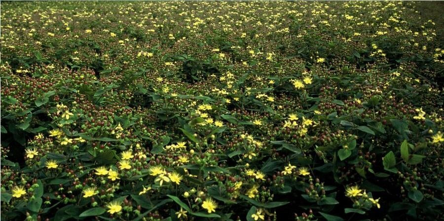 Hertshooi 'Rheingold' in de tuin