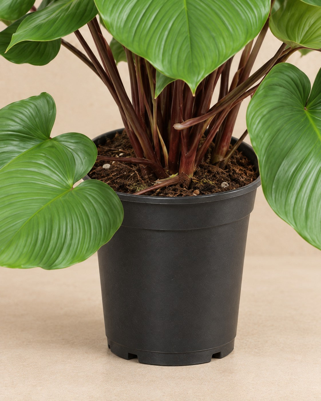 Lower part of the Homalomena rubescens Maggy (Homalomena rubescens 'Maggy') with its nursery pot