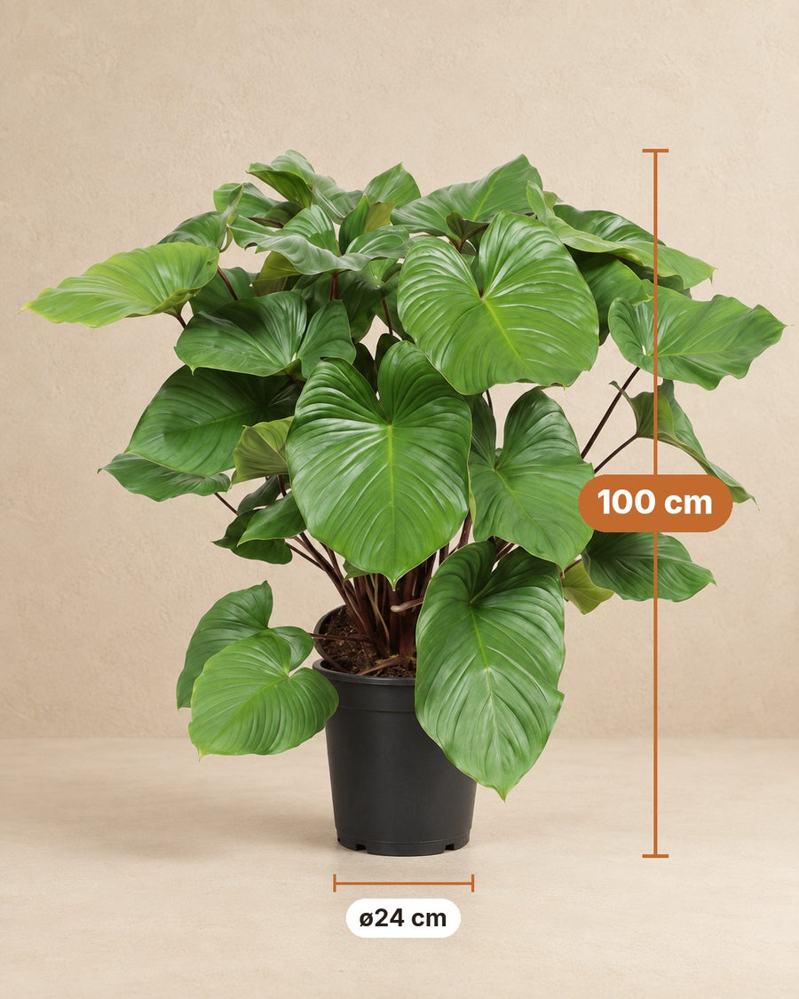 Homalomena rubescens Maggy 100 cm tall, pot ø24 cm