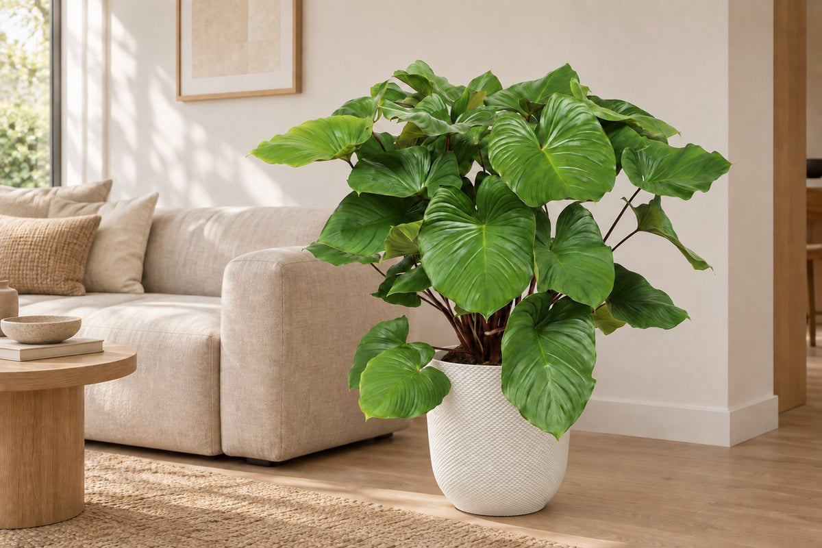 Homalomena rubescens Maggy, 100 cm, in planter Elho Jazz Round wit in a bright living room
