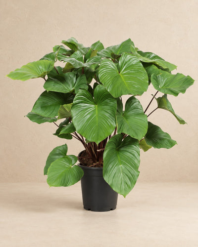 Homalomena rubescens Maggy (Homalomena rubescens 'Maggy'), 100 cm tall in a 24 cm nursery pot