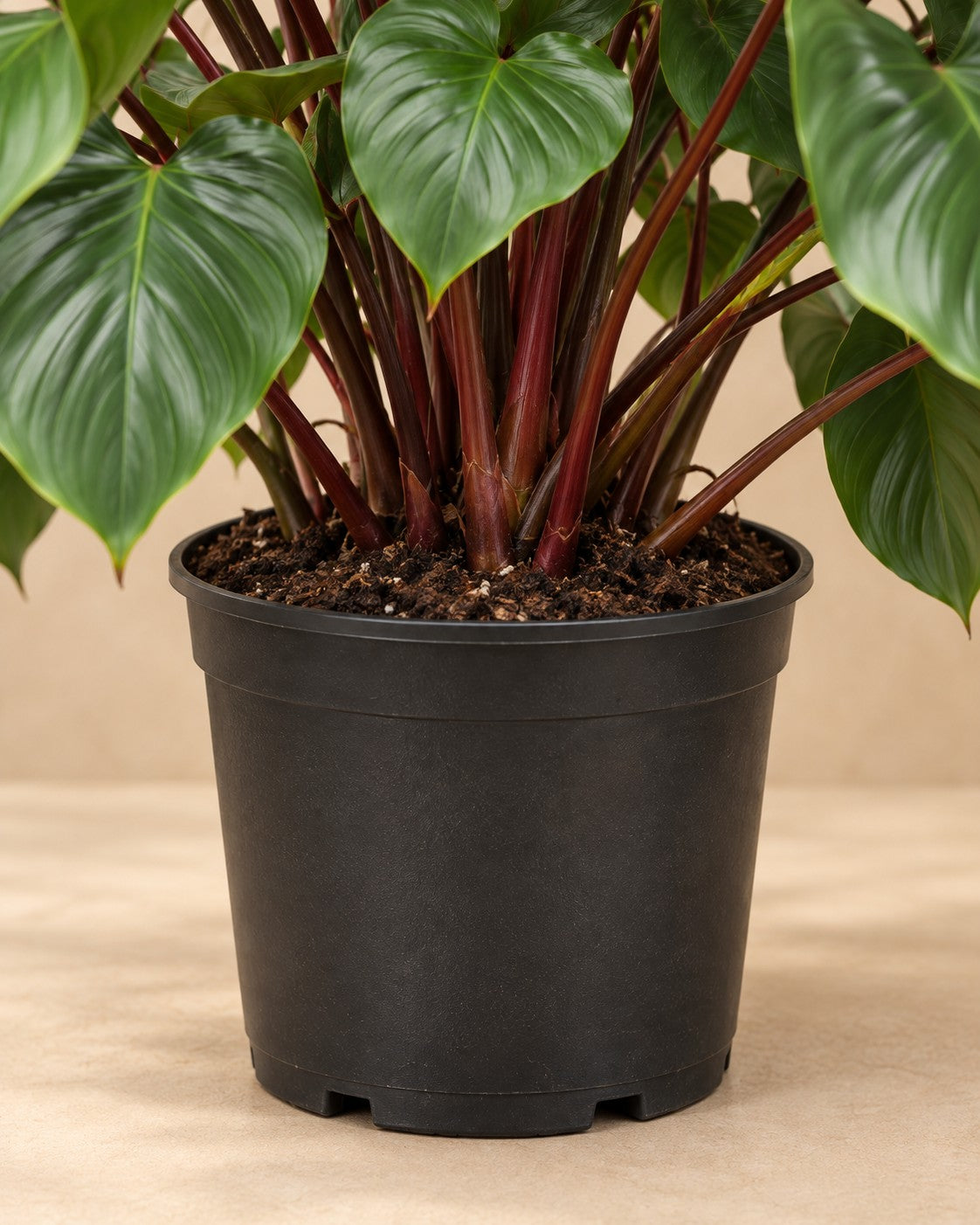 Unterer Teil der Homalomena rubescens Maggy (Homalomena rubescens 'Maggy') mit dem Anzuchttopf
