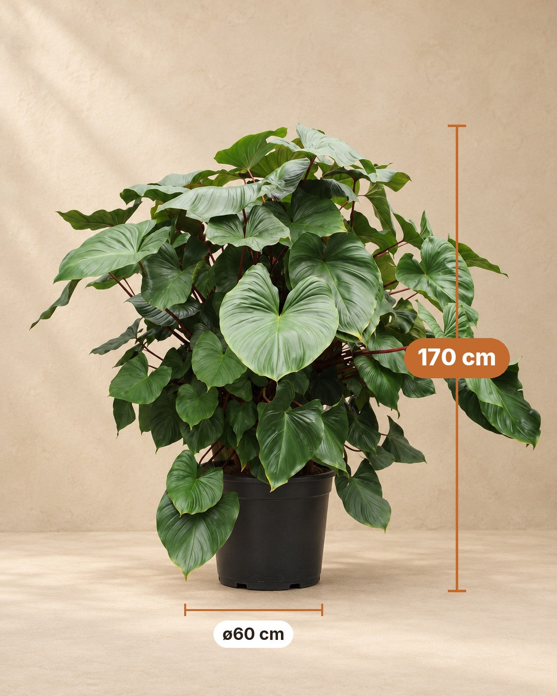 Maße Homalomena rubescens Maggy: 170 cm hoch, Topf ø60 cm
