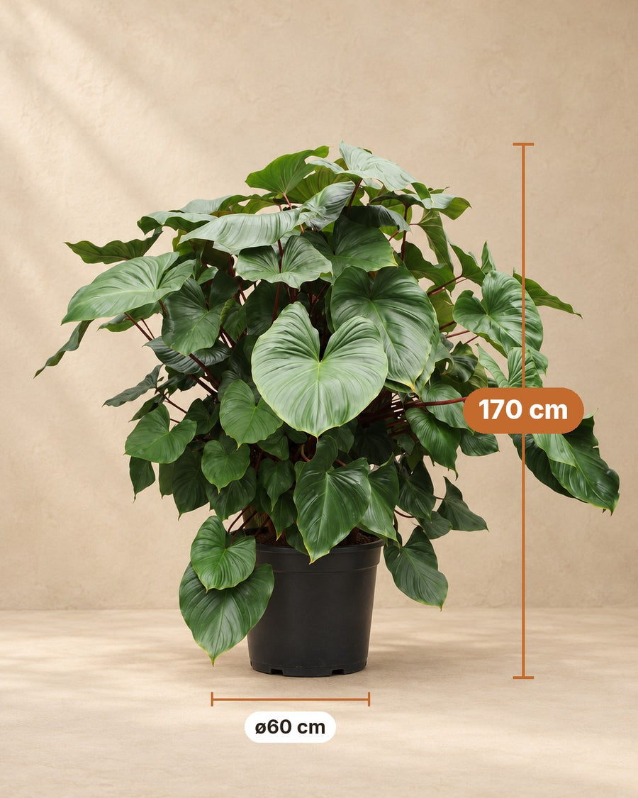 Homalomena rubescens Maggy 170 cm hoch, Topf ø60 cm
