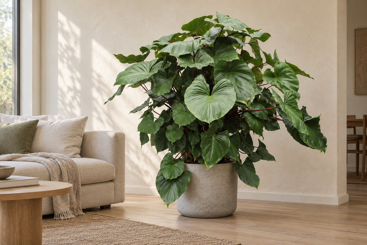 Homalomena rubescens Maggy, 170 cm, in Übertopf Charlie Beige Washed in einem hellen Wohnzimmer