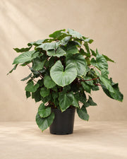 Homalomena rubescens Maggy (Homalomena rubescens 'Maggy'), 170 cm hoch im Anzuchttopf von 60 cm