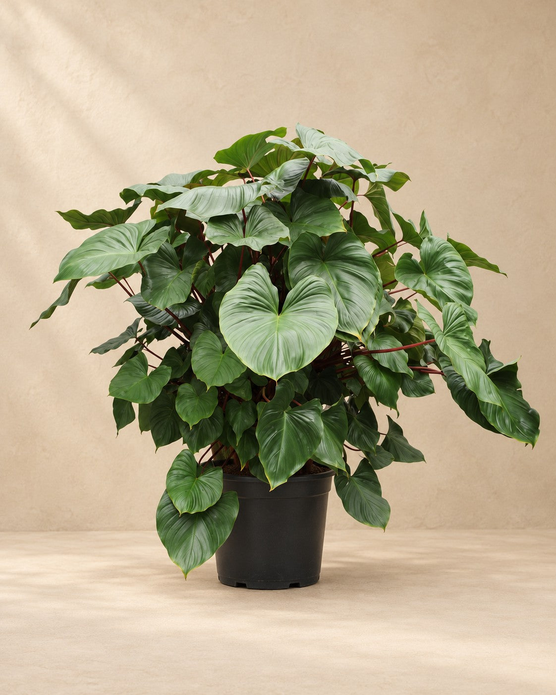 Homalomena rubescens Maggy (Homalomena rubescens 'Maggy'), 170 cm hoch im Anzuchttopf von 60 cm