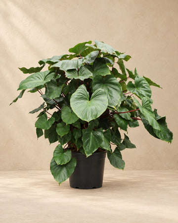 Homalomena Rubescens Maggy