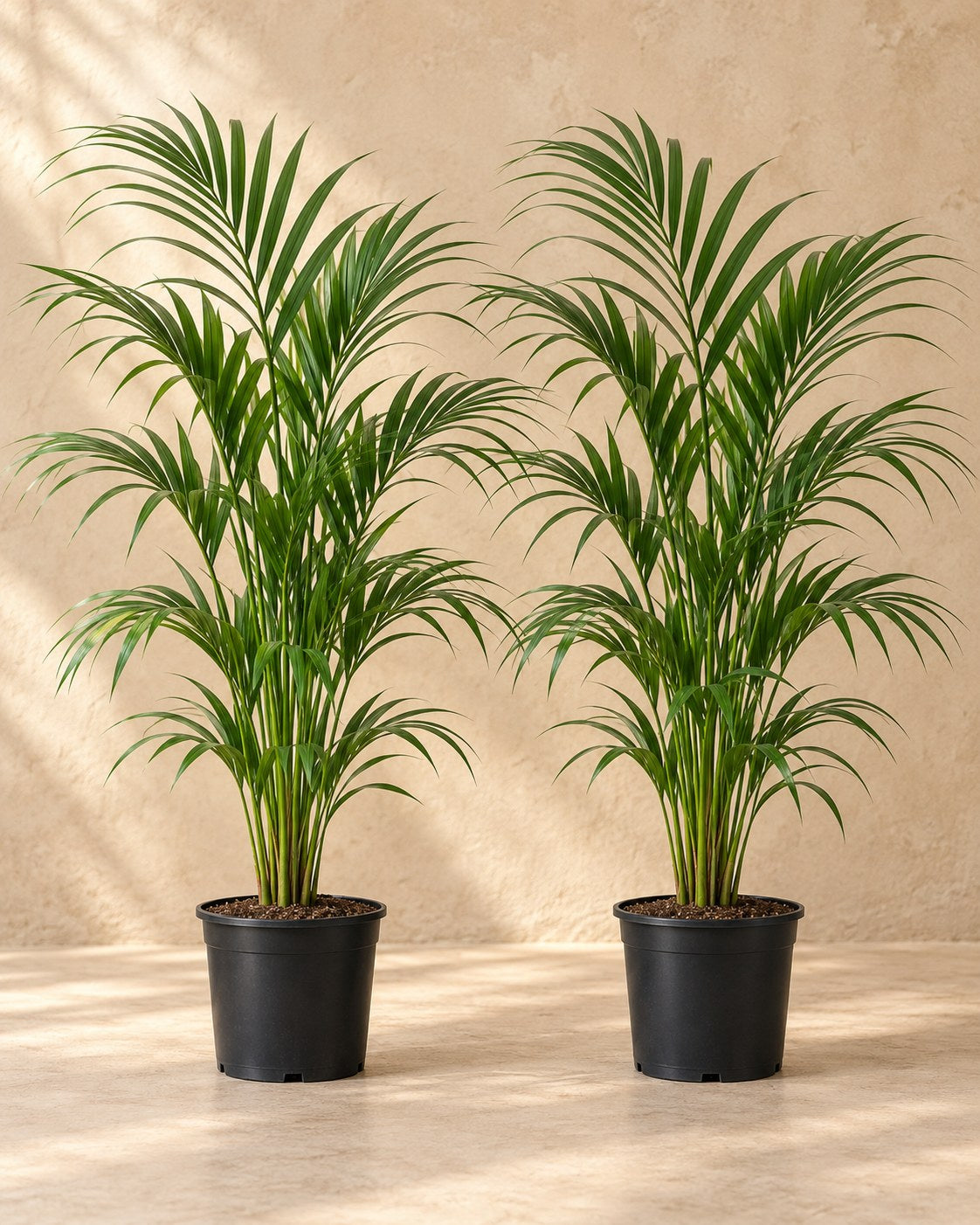 Kentiapalm (Howea forsteriana) 80-85 cm hoog, pot ø19 cm, set van 2