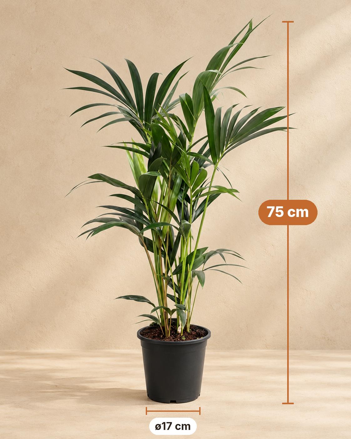 Kentiapalm (Howea forsteriana), 75 cm hoog, pot ø17 cm