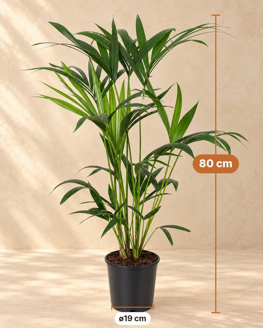Kentiapalm (Howea forsteriana) 80 cm hoog, pot ø19 cm