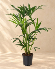 Kentiapalm (Howea forsteriana)