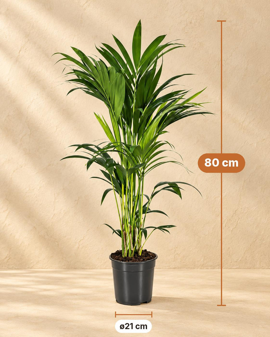Kentiapalm (Howea forsteriana) 80 cm hoog, pot ø21 cm