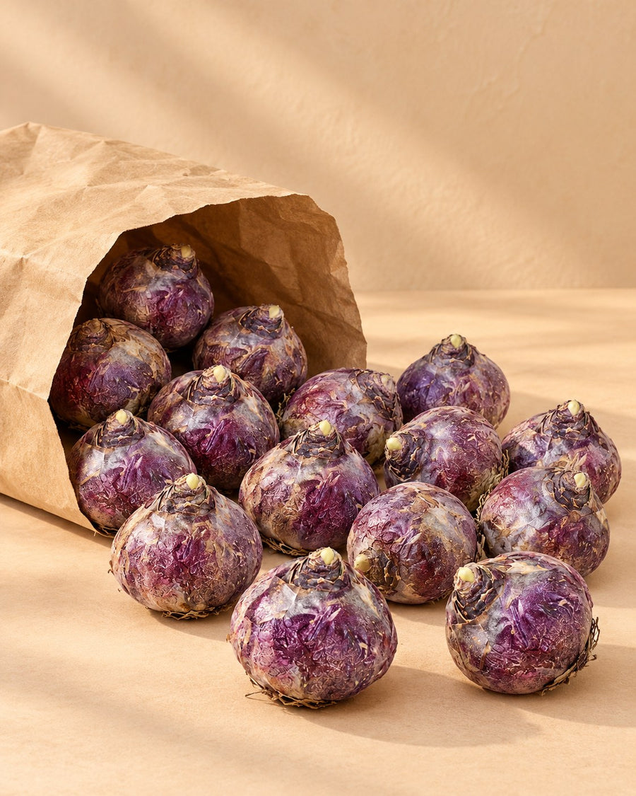 Cebulki hiacyntów mix (Hyacinthus)
