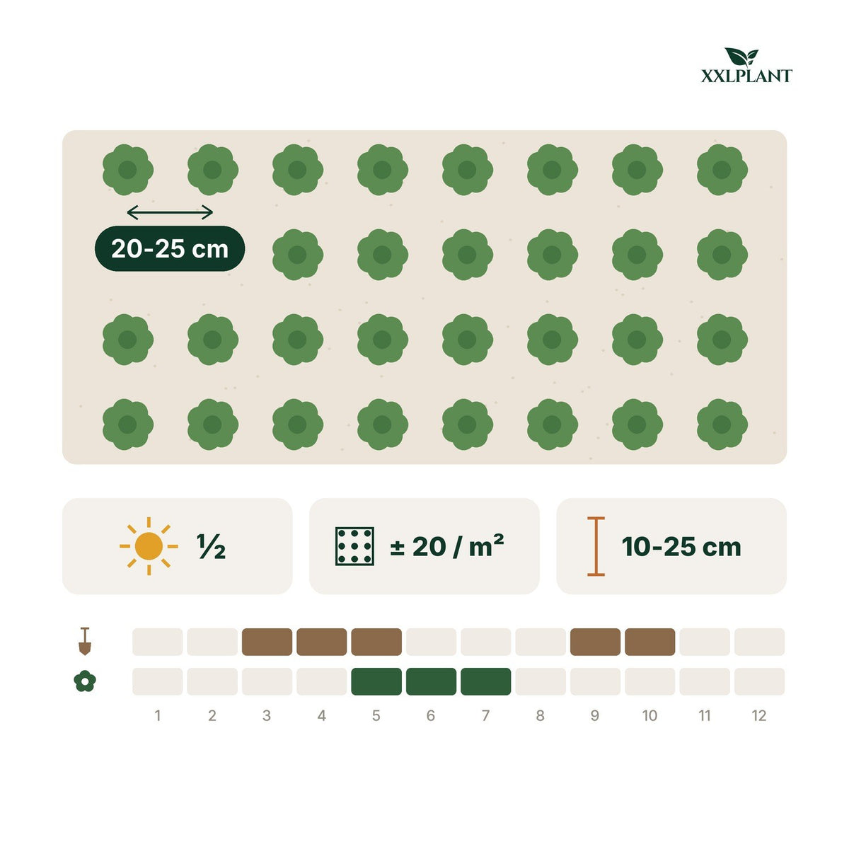 Plantkaart Iers mos: 20-25 cm uit elkaar, ongeveer 20 per m²