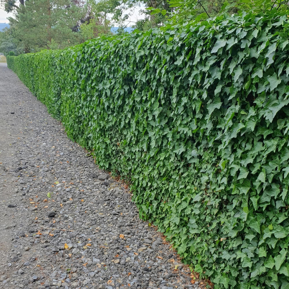 Edera irlandese in giardino