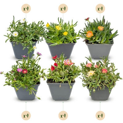 Isört mix Delosperma , kruka ø7 cm