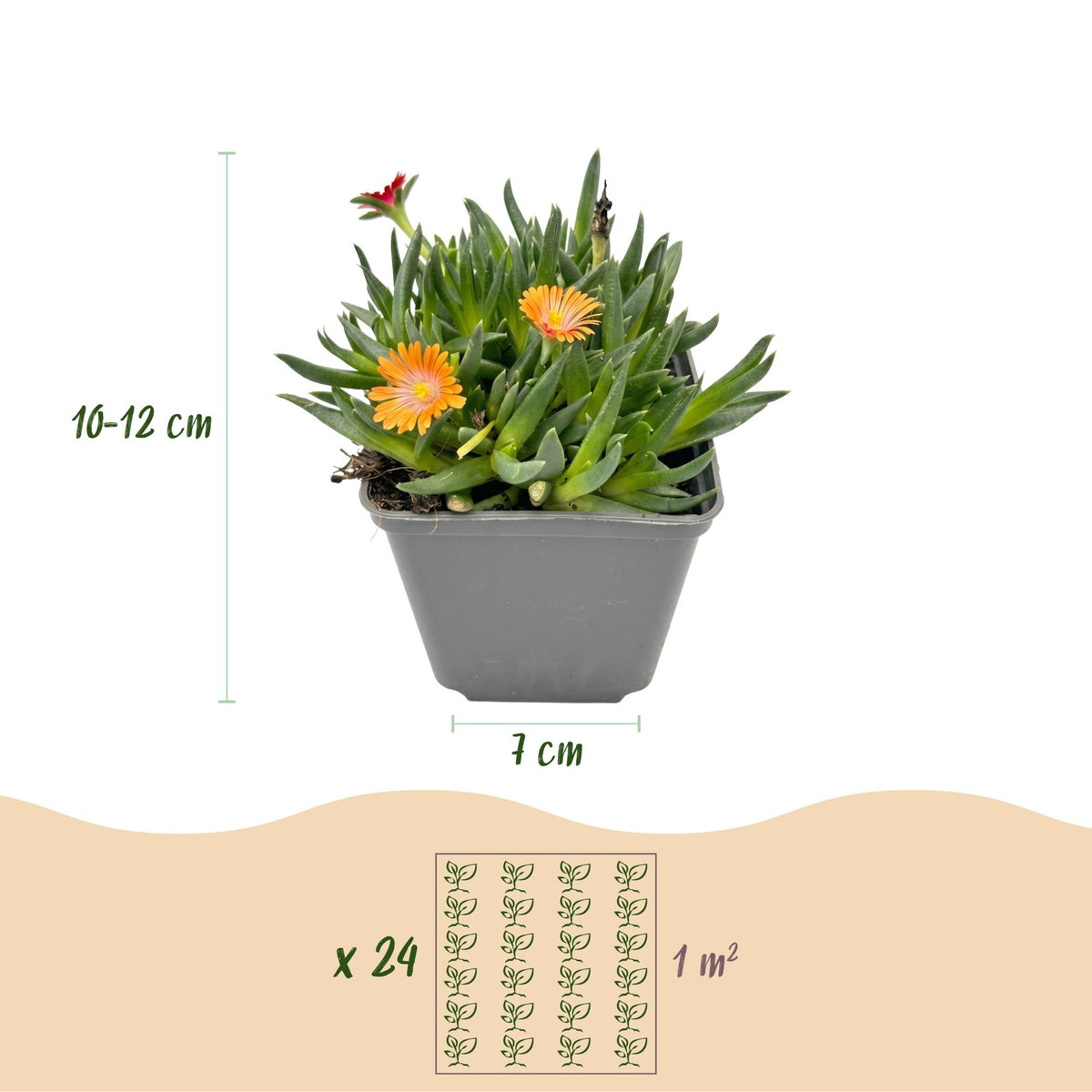 Isört mix Delosperma , kruka ø7 cm