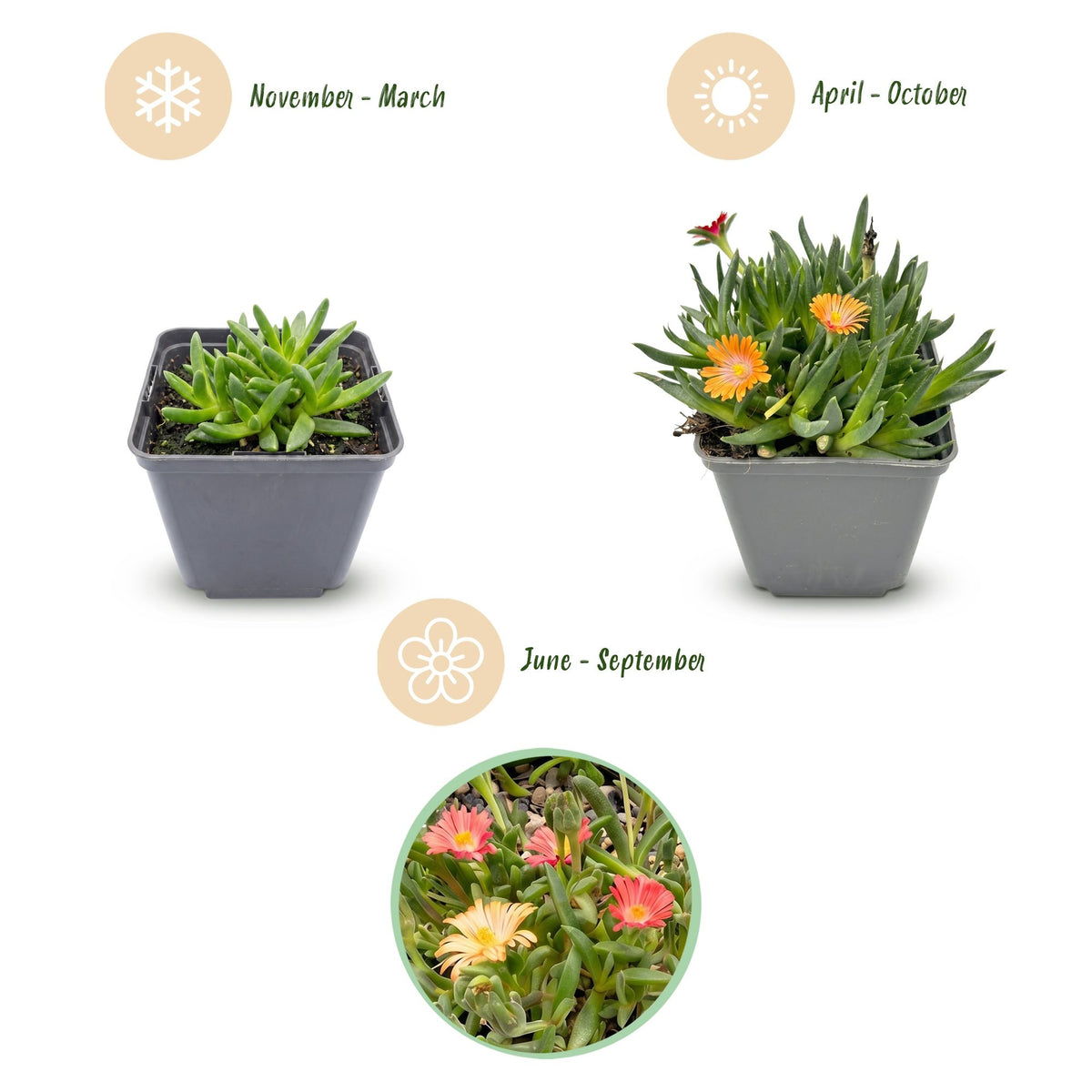 Isört mix Delosperma , kruka ø7 cm