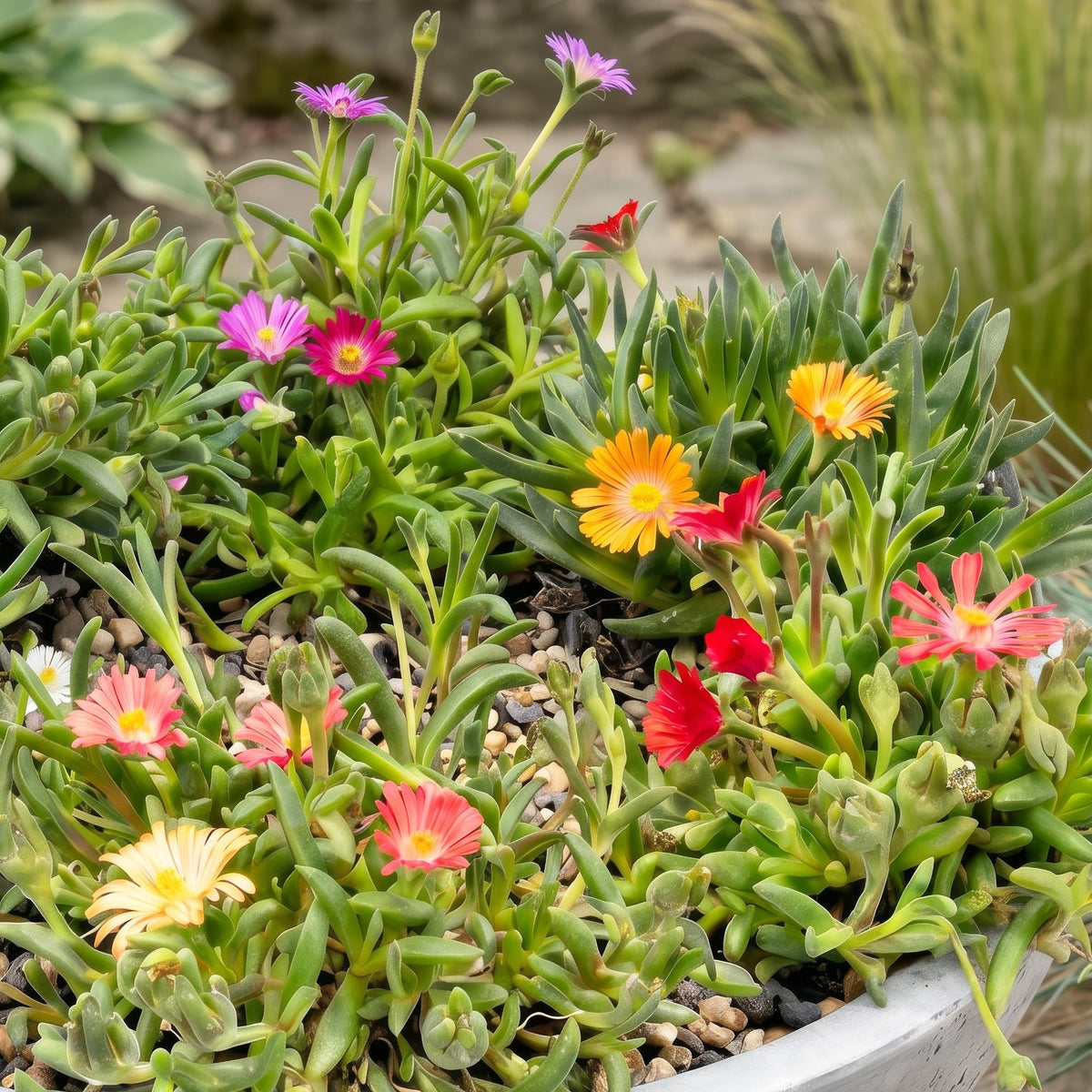 Isört mix Delosperma , kruka ø7 cm